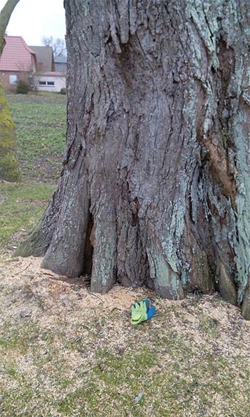 Sanierung, Maßnahmen am Baum, um diesen für den Menschen und die Umwelt zu erhalten (Baumerhaltung)